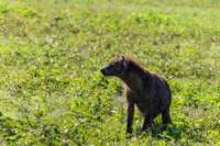 tanz21feb24serengeti27_small.jpg