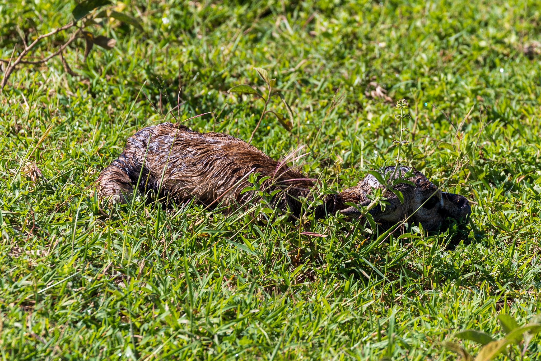 tanz21feb24serengeti31.jpg