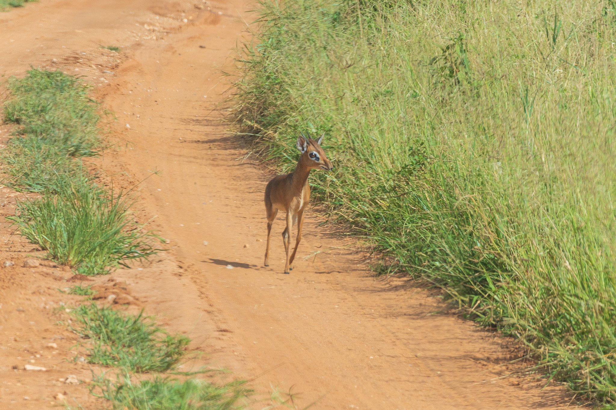 tanz22feb24tarangire130.jpg