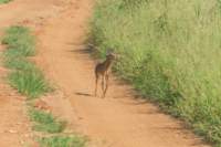 tanz22feb24tarangire130_small.jpg