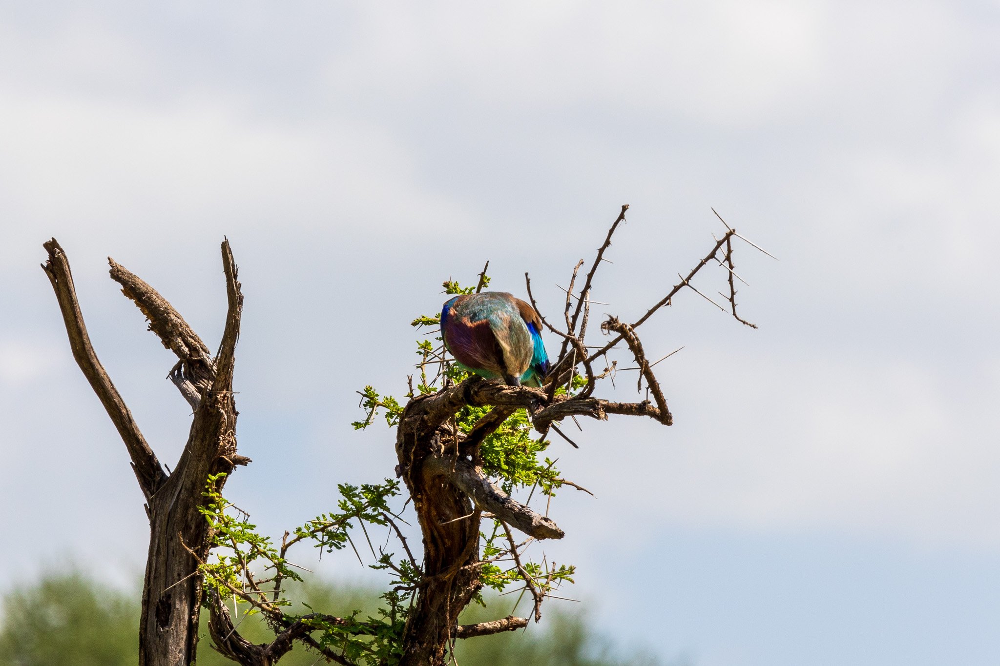 tanz22feb24tarangire31.jpg