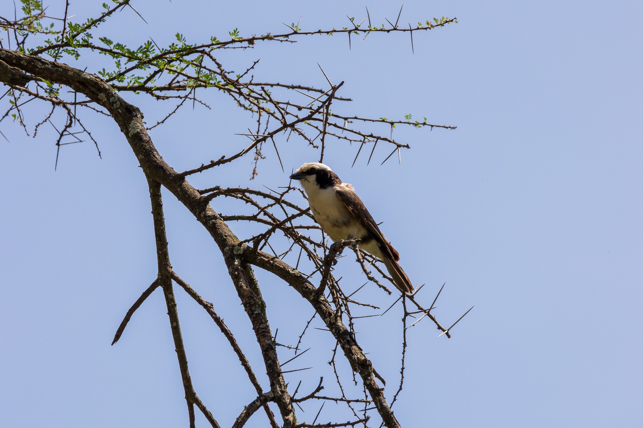 tanz22feb24tarangire60.jpg