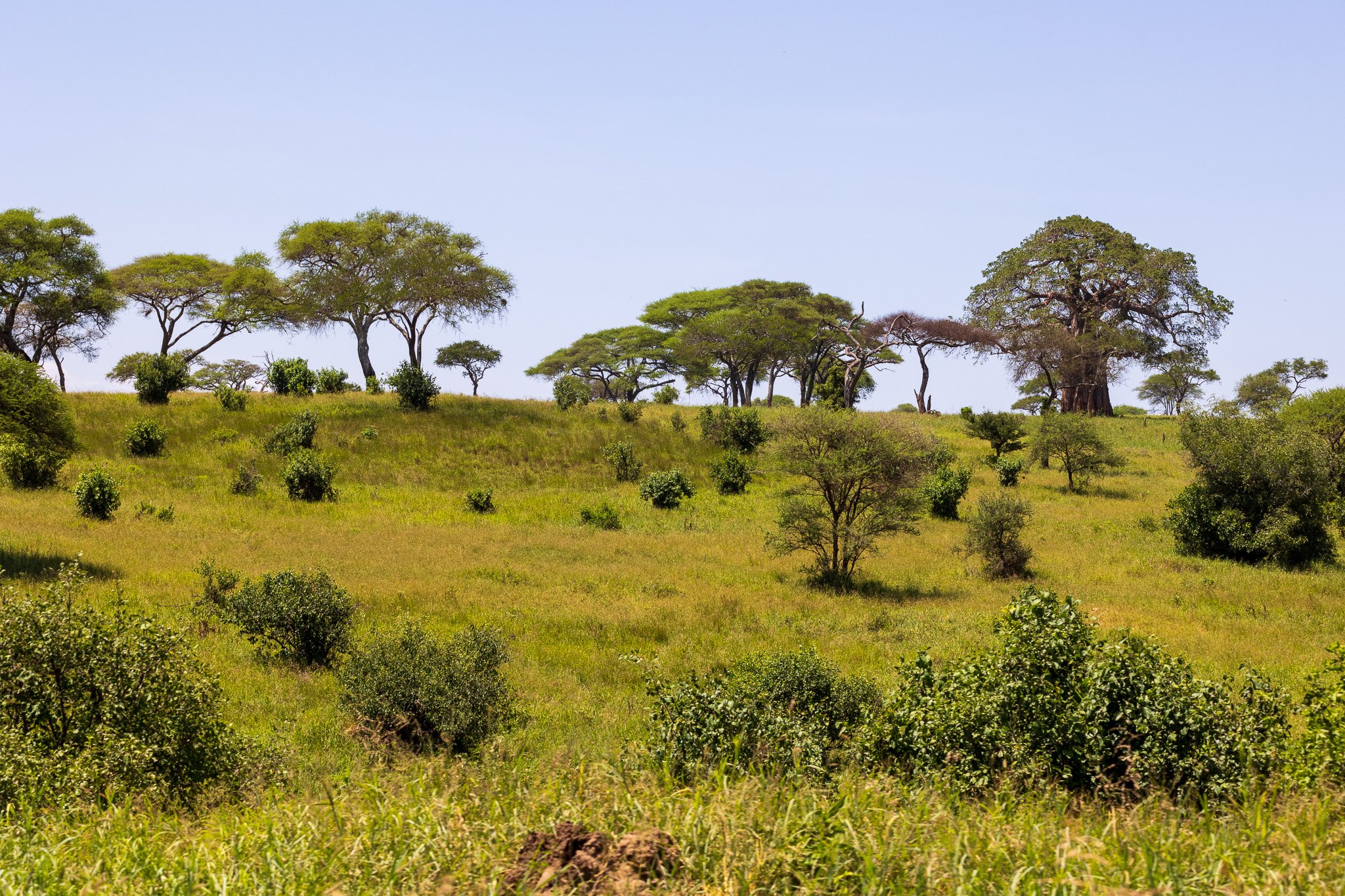 tanz22feb24tarangire8.jpg