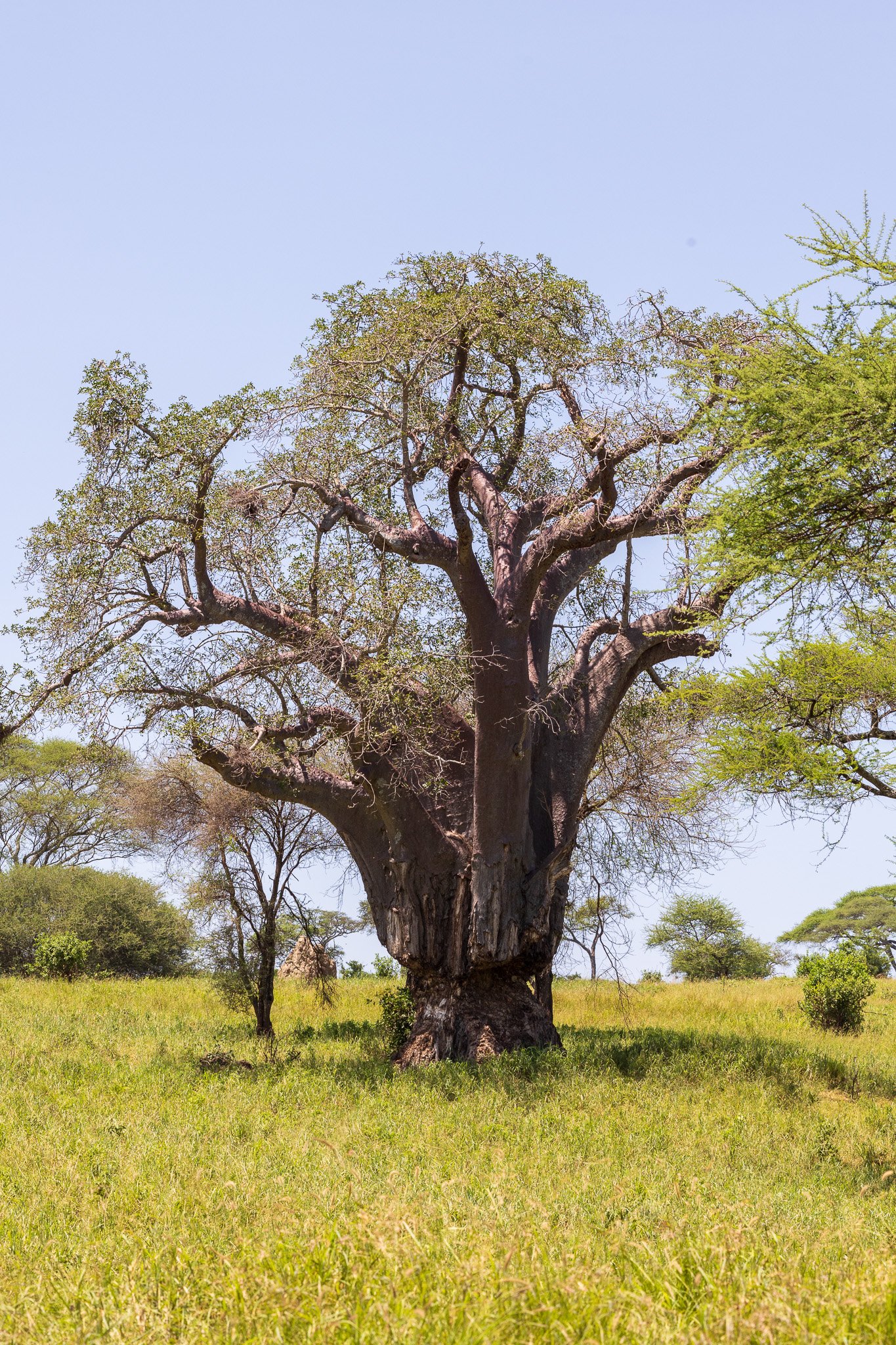 tanz22feb24tarangire9.jpg