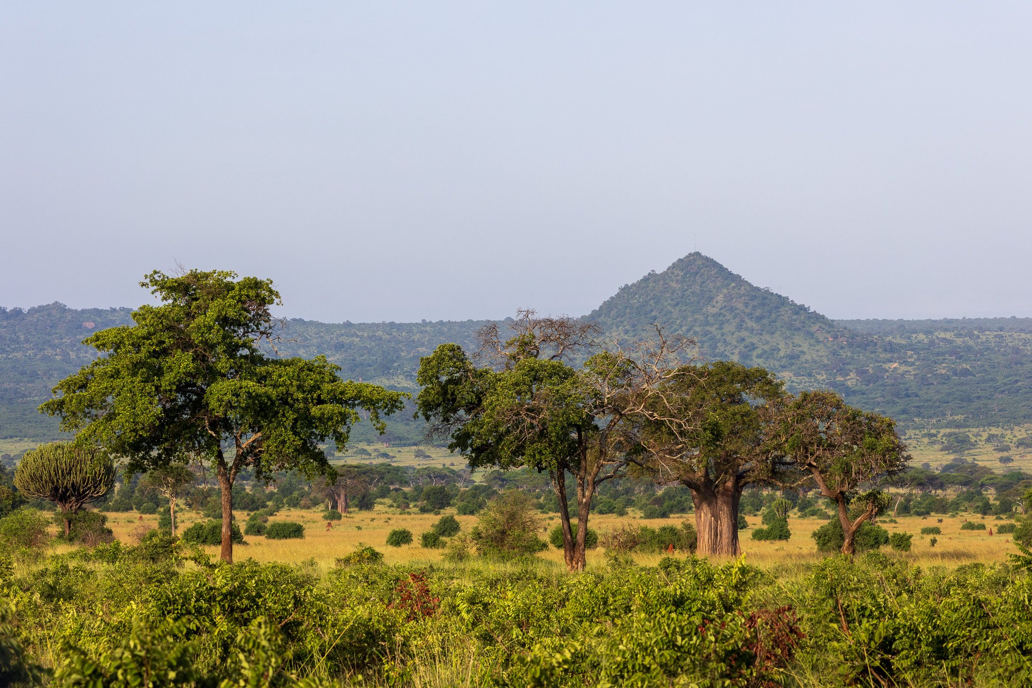 tanz23feb24tarangire.jpg