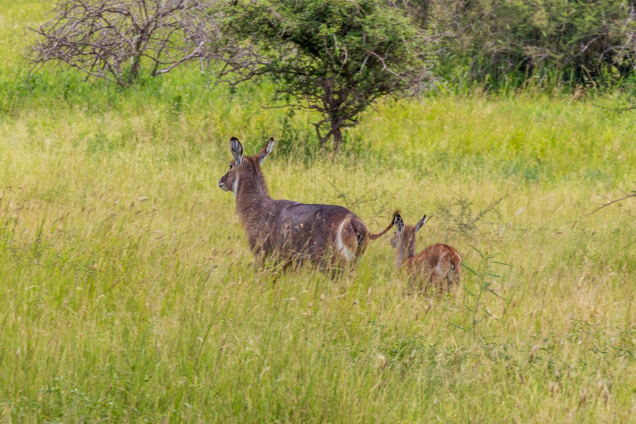 tanz23feb24tarangire103.jpg