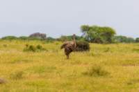 tanz23feb24tarangire146_small.jpg