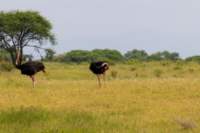 tanz23feb24tarangire147_small.jpg