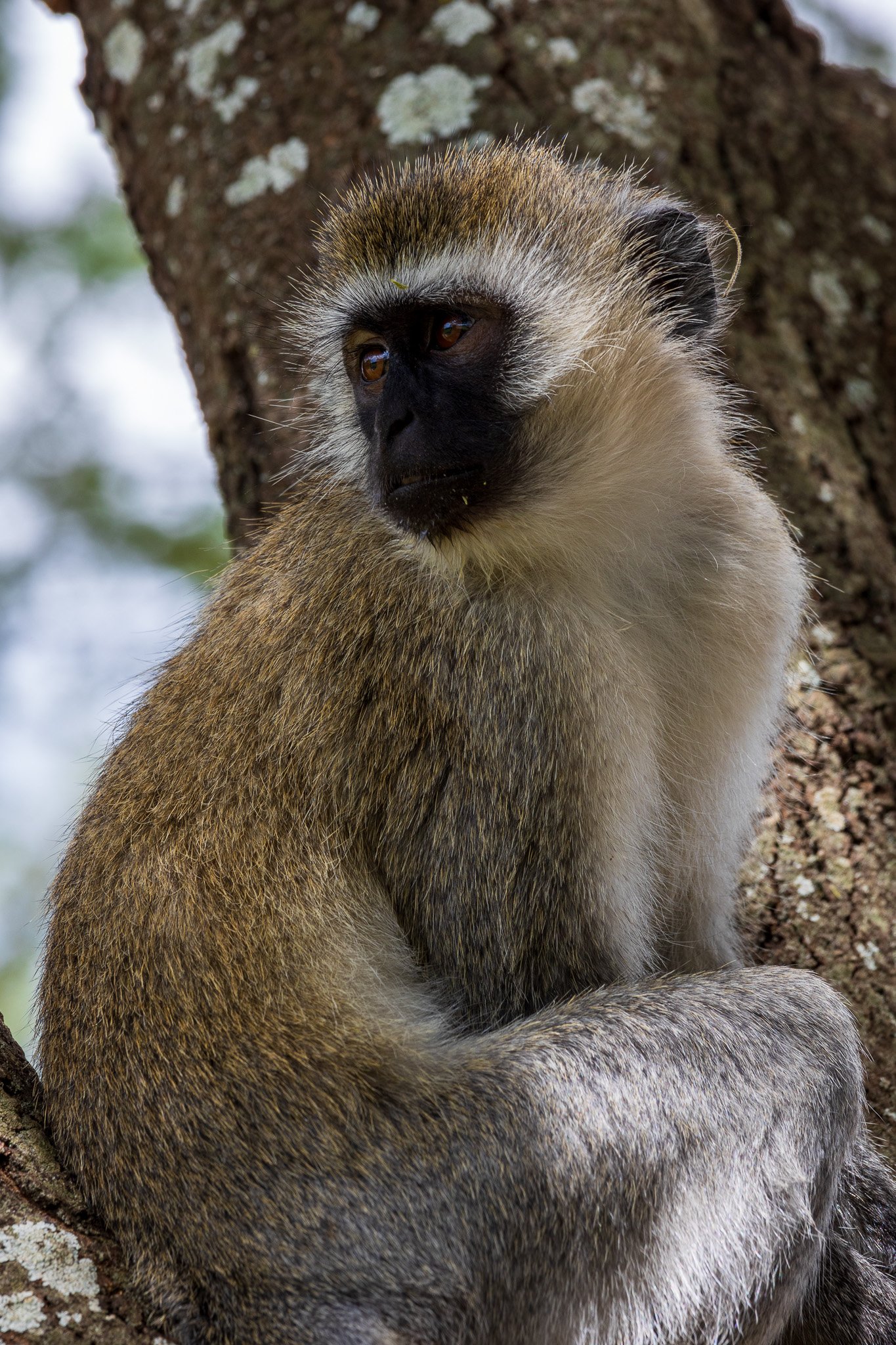 tanz23feb24tarangire184.jpg