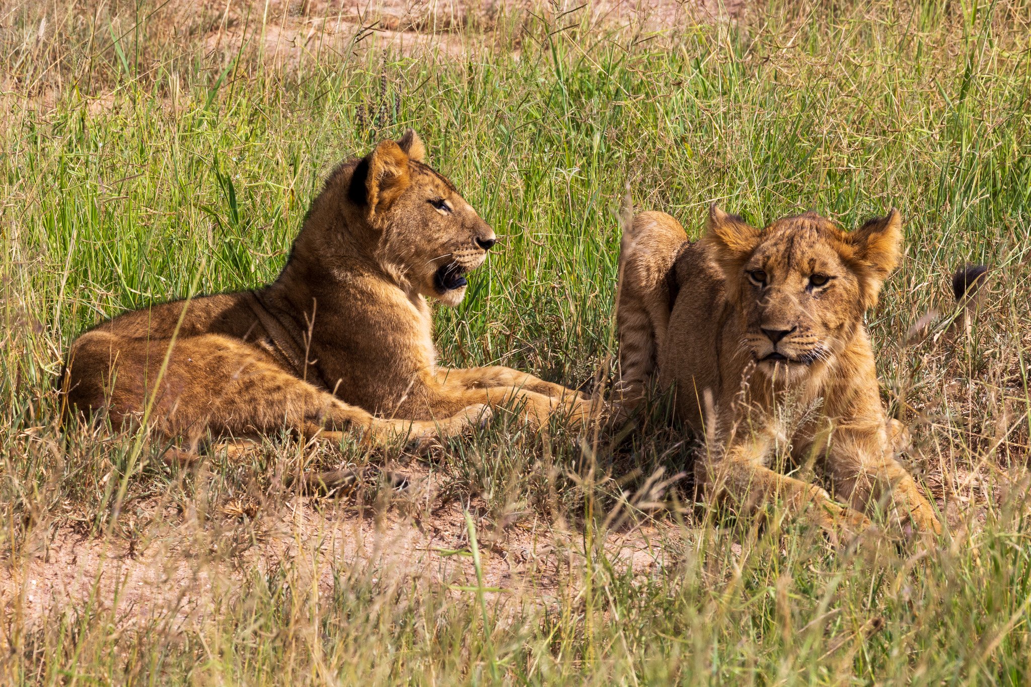 tanz23feb24tarangire215.jpg