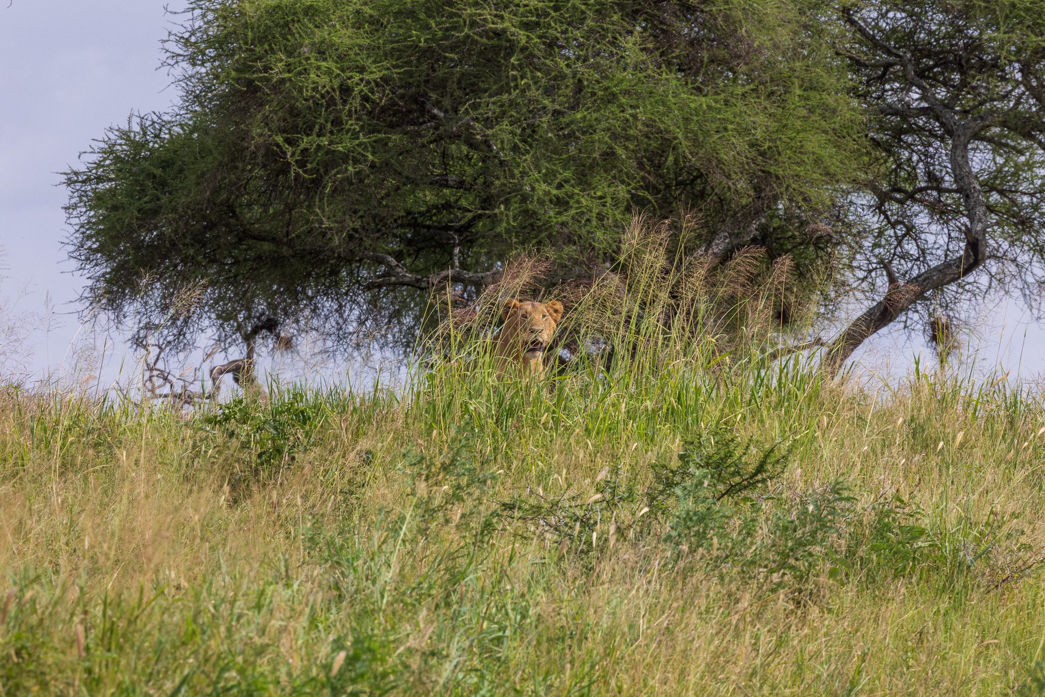 tanz23feb24tarangire217.jpg