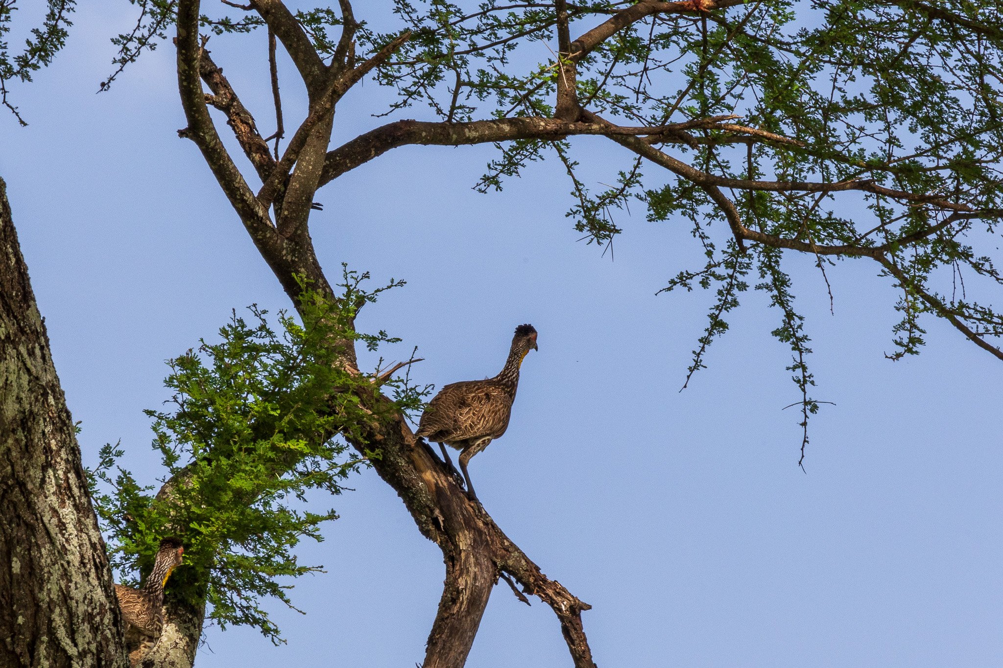 tanz23feb24tarangire232.jpg