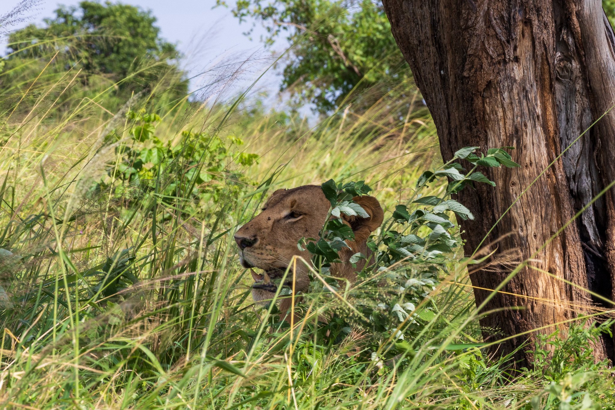 tanz23feb24tarangire234.jpg