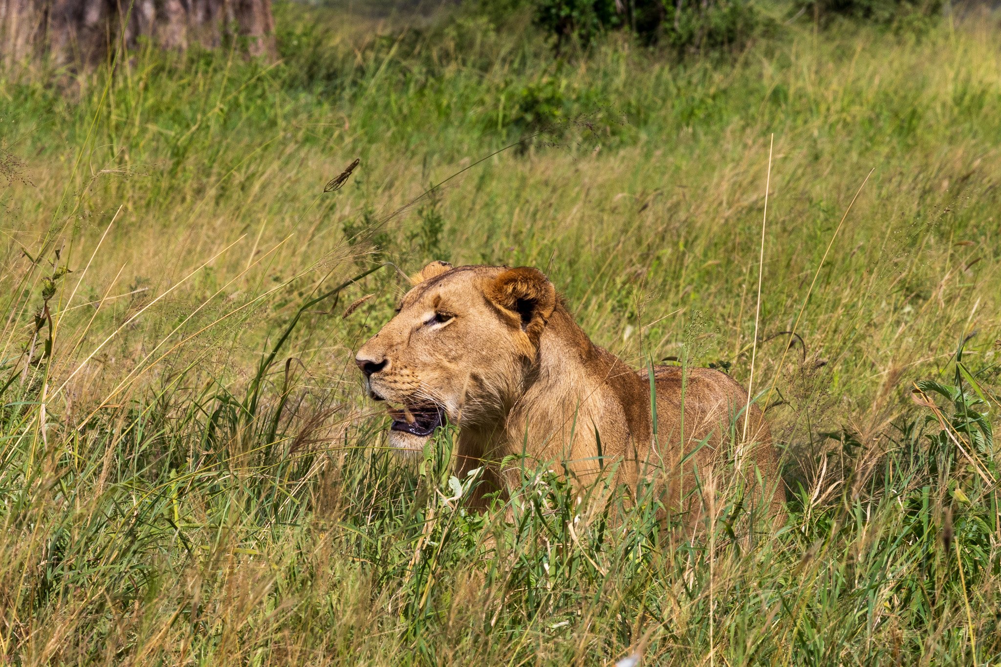 tanz23feb24tarangire238.jpg