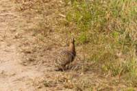 tanz23feb24tarangire29_small.jpg