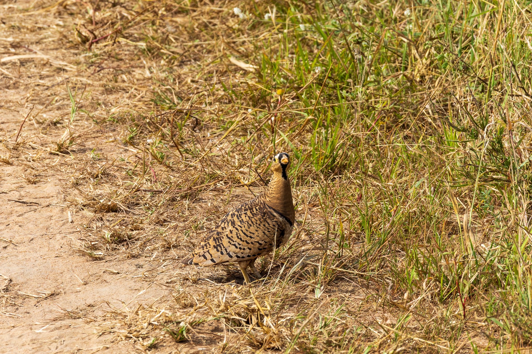 tanz23feb24tarangire30.jpg