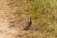 tanz23feb24tarangire30_small.jpg