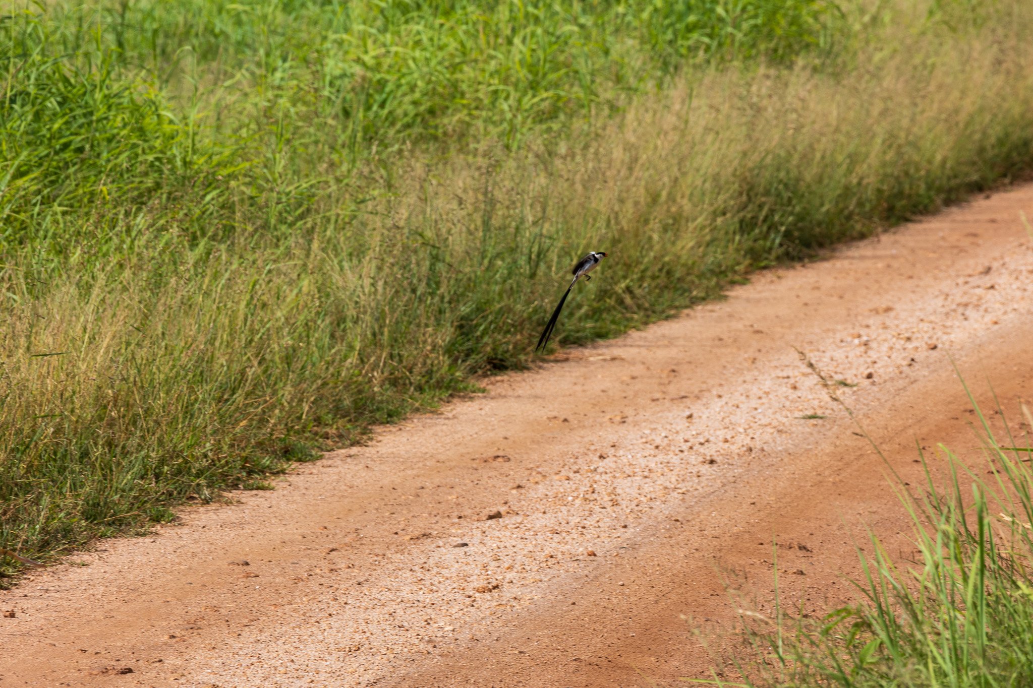 tanz23feb24tarangire36.jpg