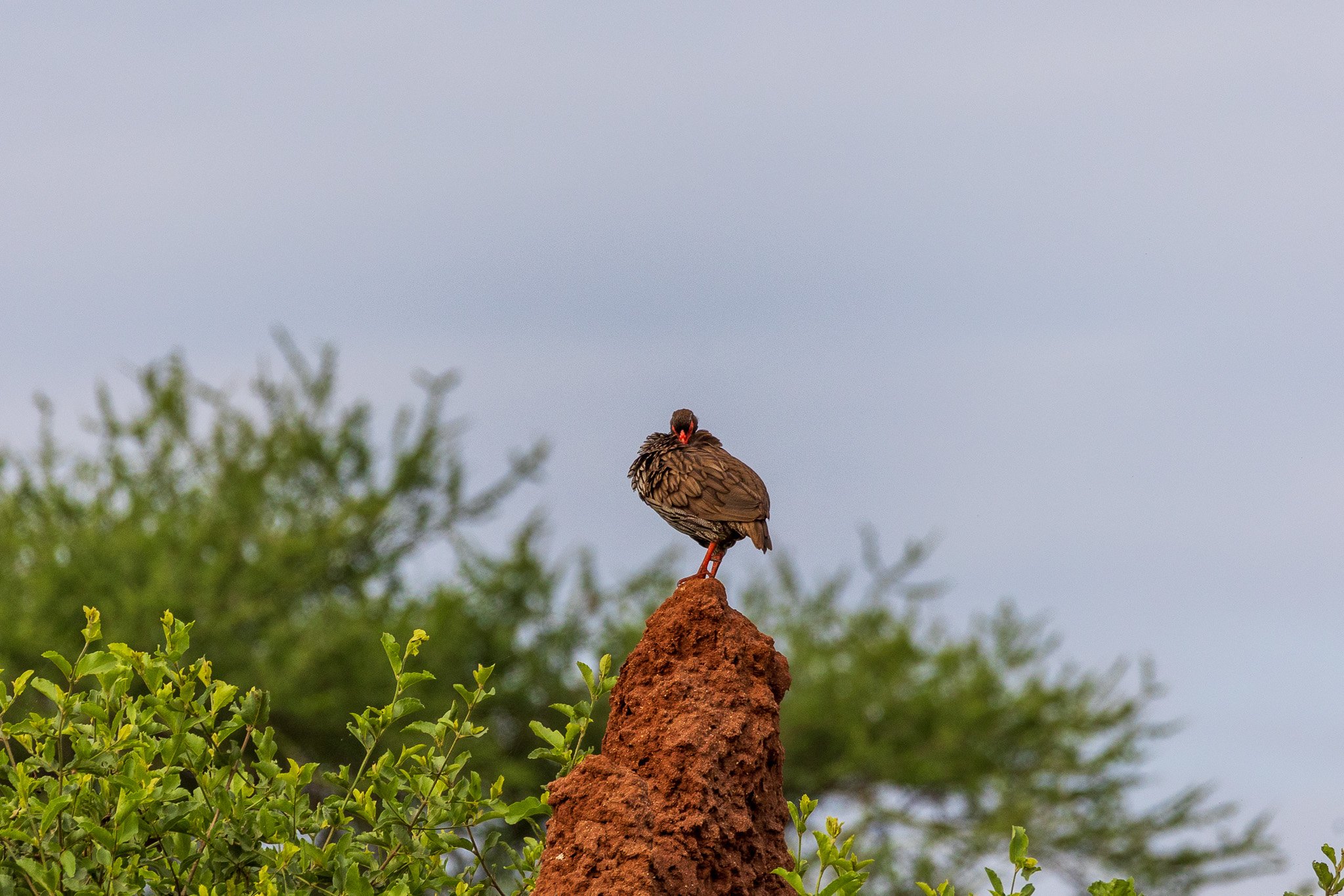 tanz24feb24tarangire12.jpg