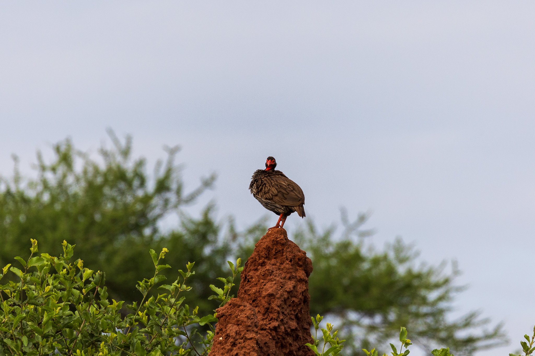 tanz24feb24tarangire13.jpg