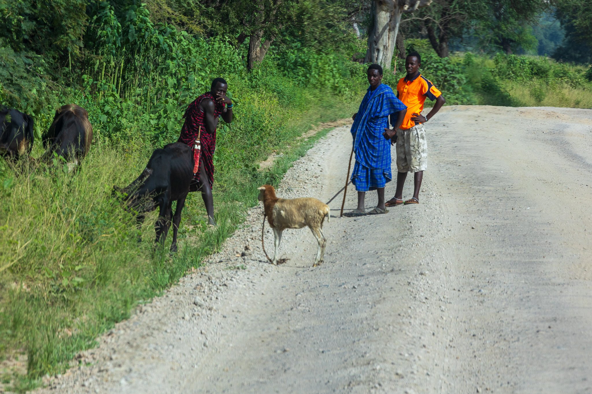 tanz24feb24tarangire23.jpg